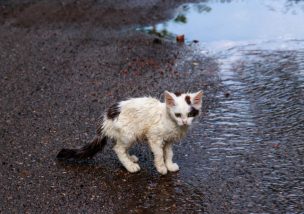 動物虐待は犯罪です 動物虐待の実態や関係する３つの法律とは