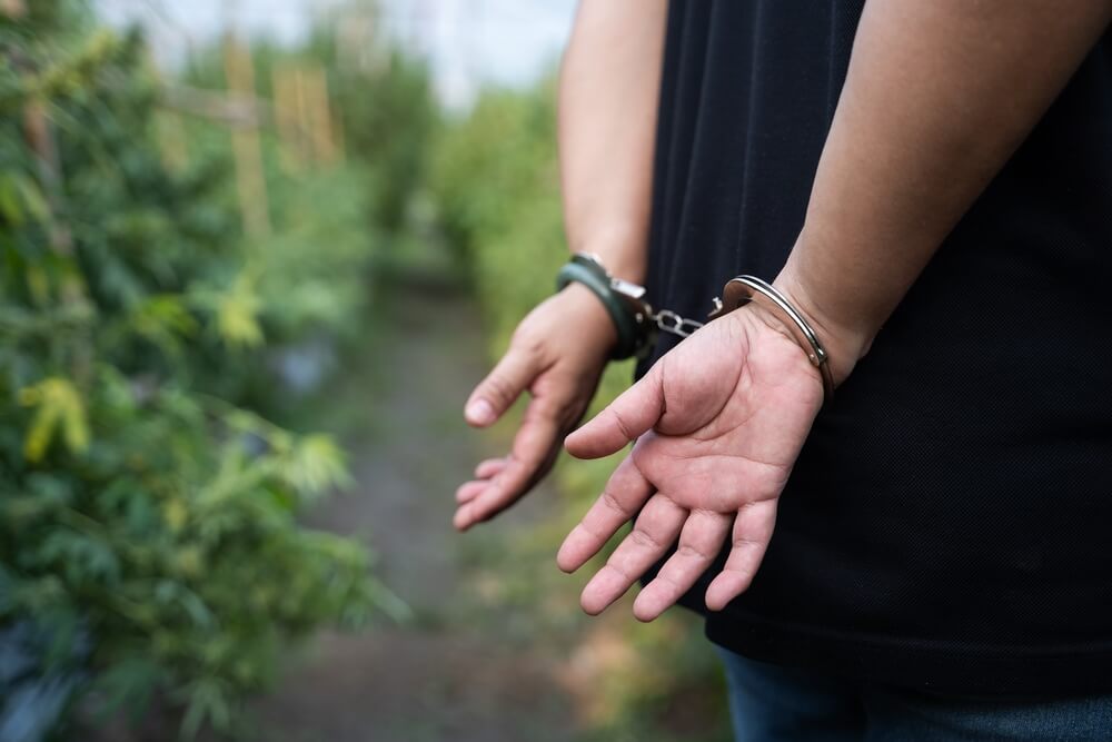 大麻の栽培が発覚すると初犯でも逮捕される？